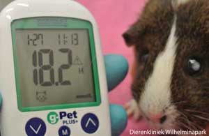 Een cavia met diabetes mellitus